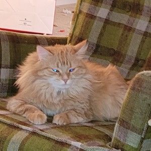 Meet your Posher, Posh